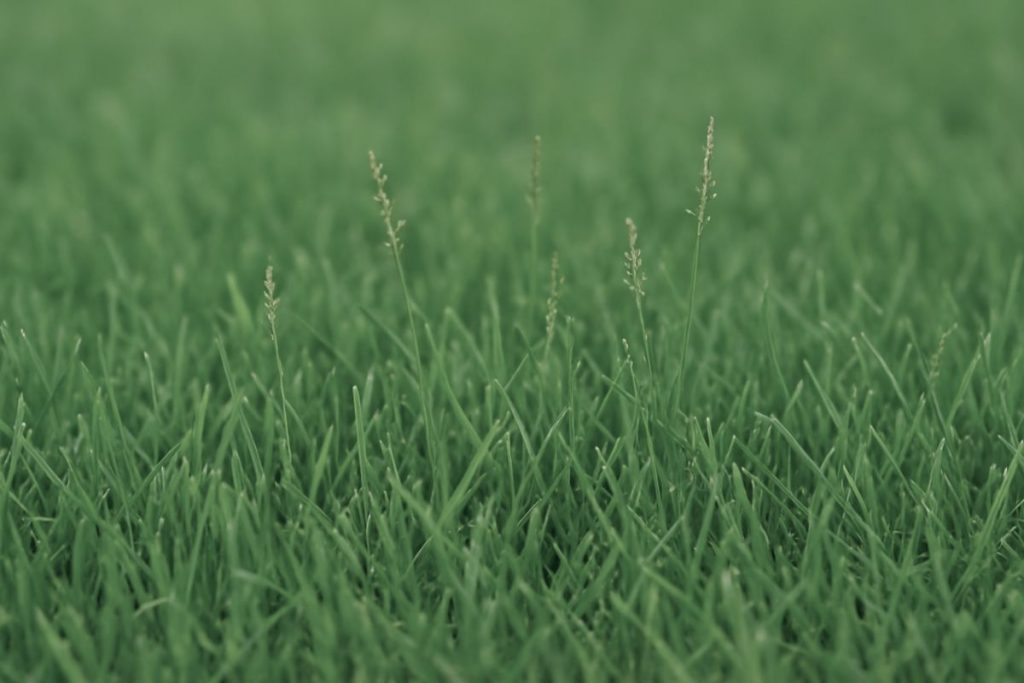 Zoysia Grass Seed: Top 10 Varieties Guide 2025