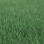 Zoysia Grass Seed: Top 10 Varieties Guide 2025