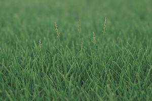 Zoysia Grass Seed: Top 10 Varieties Guide 2025
