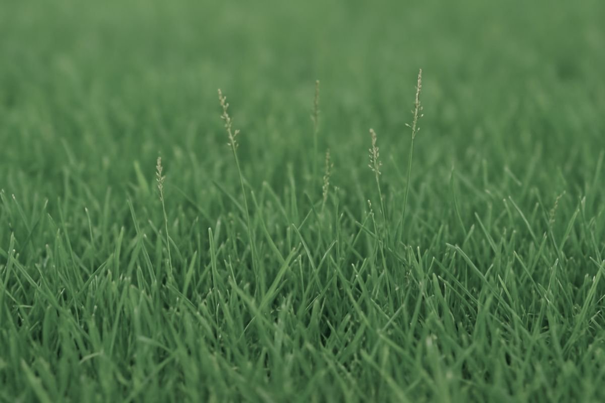 Zoysia Grass Seed
