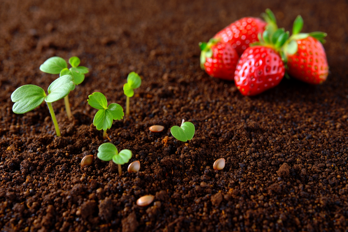 Garden Strawberry Seeds: Grow Sweet Berries