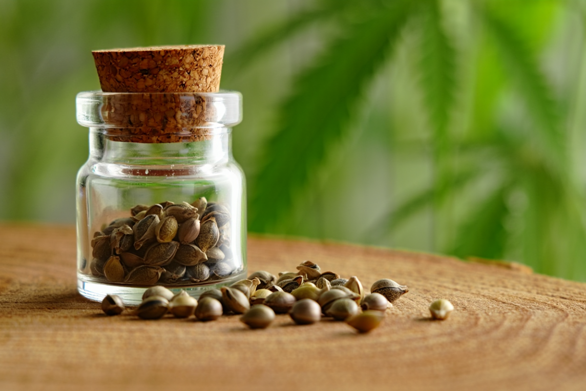 Humboldt Seed Company: Genetics You Can Trust