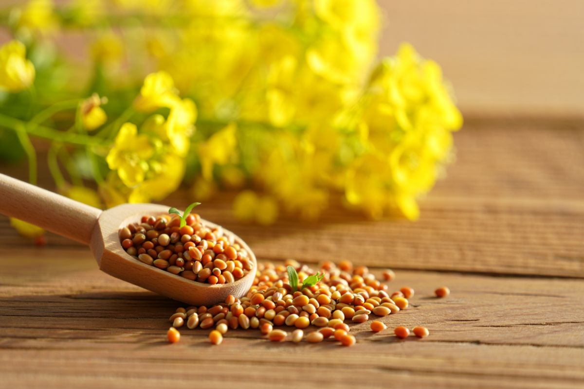 Mustard Seed Meaning: Faith and Health Benefits