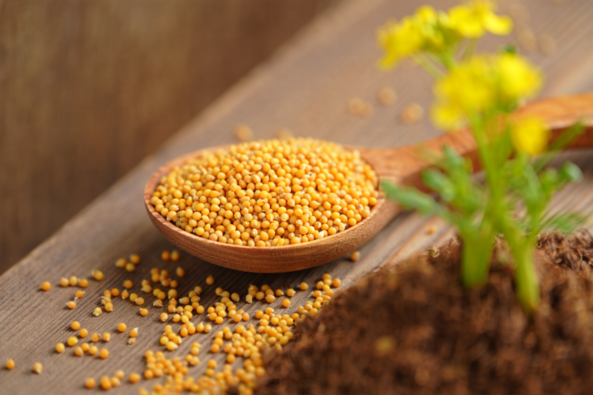 Mustard Seed Meaning: Faith and Health Benefits