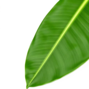 banana leaves