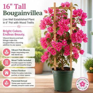bougainvillea plant