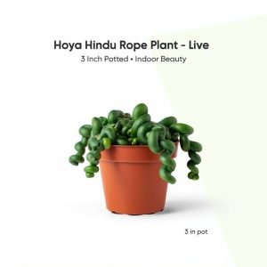 hoya plant