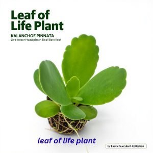 leaf of life plant
